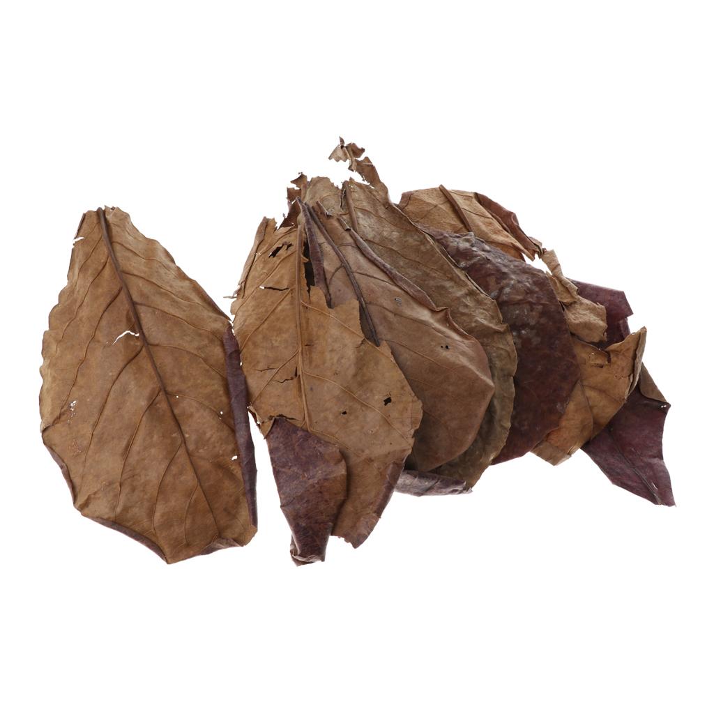 Fish Aquariums Indian Almond L - огляд і ціна Betta Fish Tank